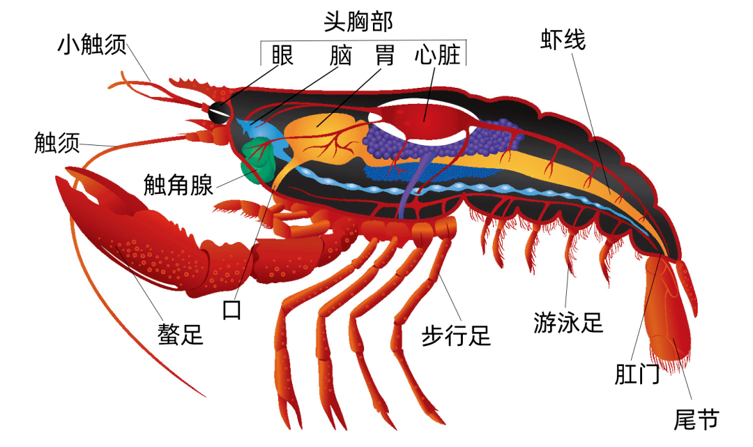 小龍蝦頭里的是“屎”還是“黃”？能吃嗎？