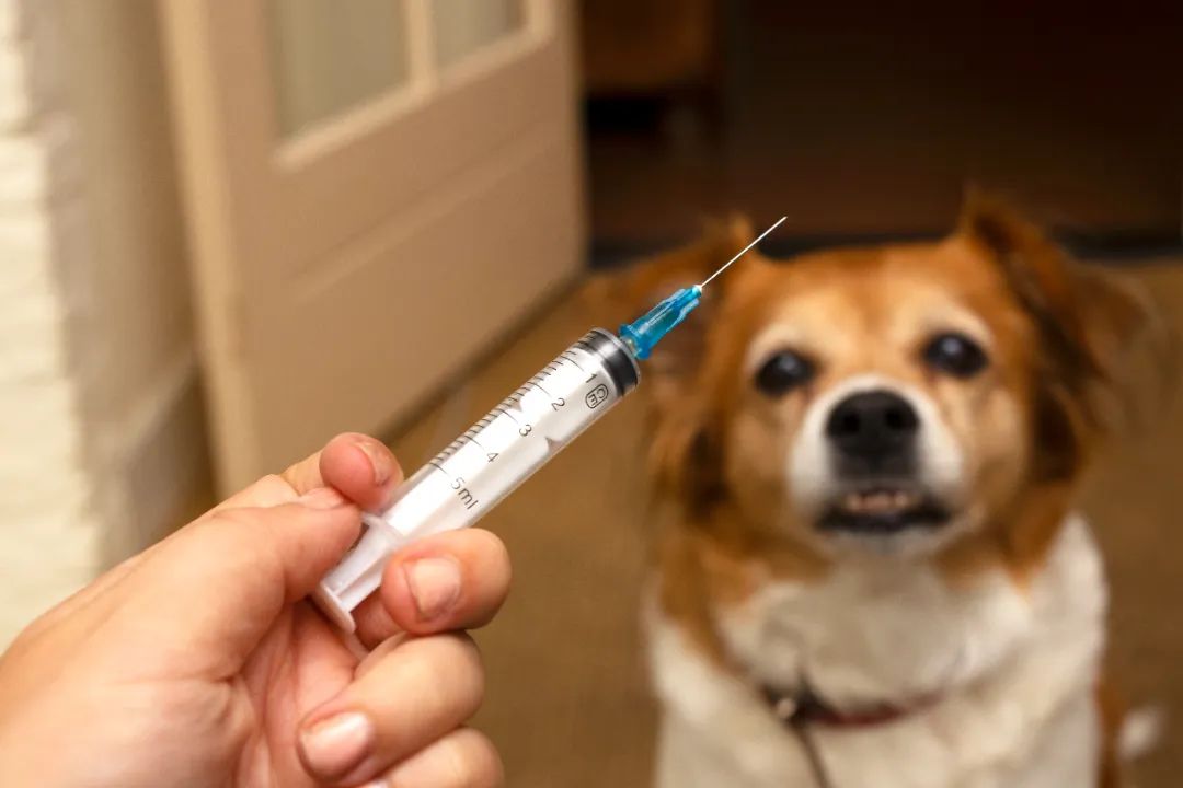 狂犬病預(yù)防誤區(qū)要遠離 | 世界狂犬病日